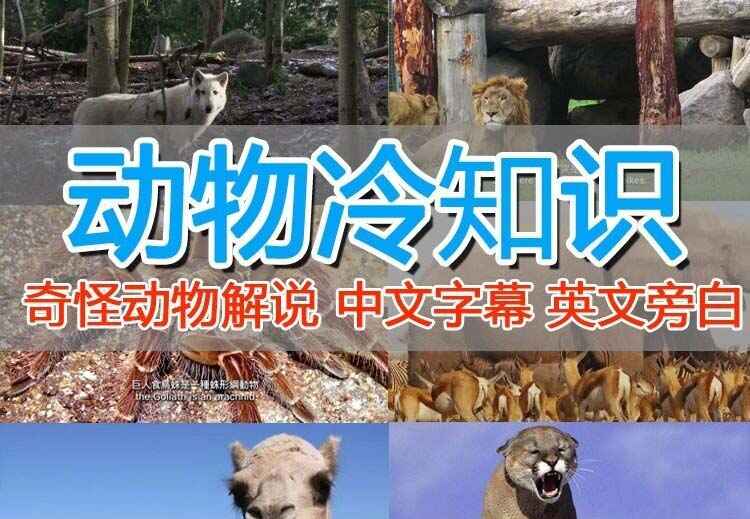 图片[1]-国外纪录片解说（动物解说、美食、动画片）教程外面卖1699-天边资源网