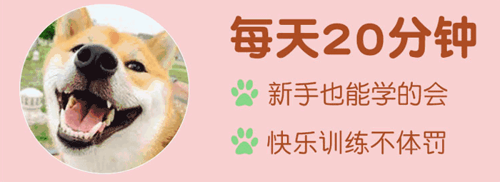图片[1]-【训狗教程】7天纠正不良行为（共20集）-天边资源网